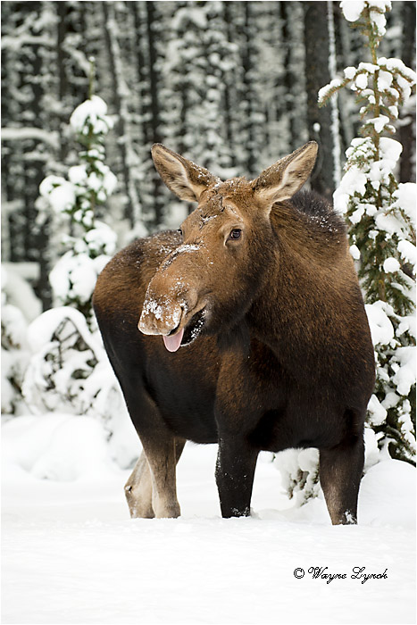 Cow Moose by Dr. Wayne Lynch ©